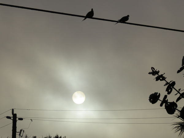 Pigeons at sunrise...