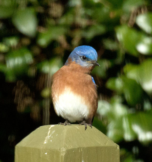 Bluebird...
