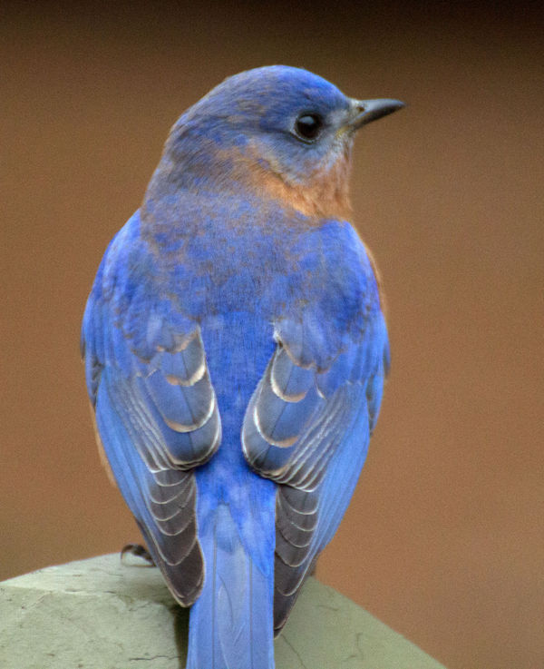 Another Bluebird...