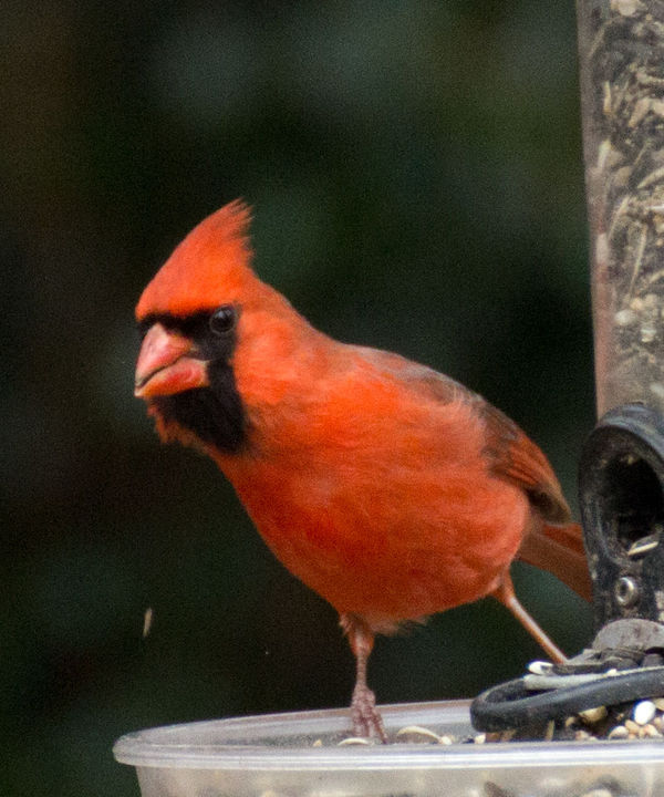 Cardinal...