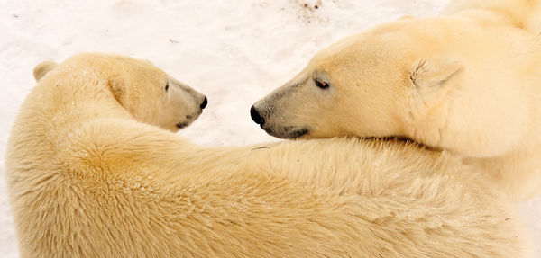 Polar Bear Love: A Mother and Teenager Cub..Churchill, Canada...