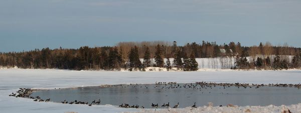 Geese at edge of ice.  Barrows  Goldeneye in water...