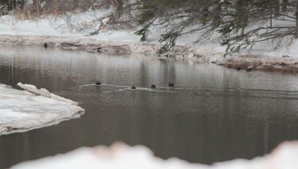 Black Ducks in a river that only rarely freezes....