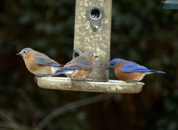 three Bluebirds...