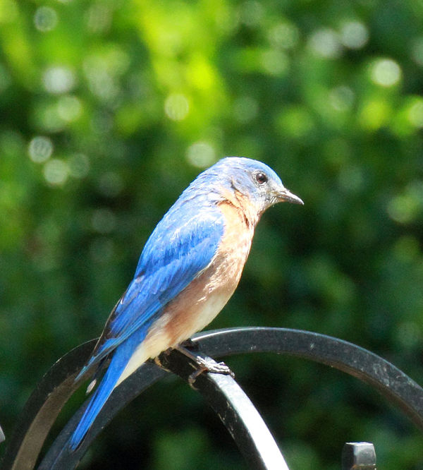Bluebird, Cheated- took last summer...