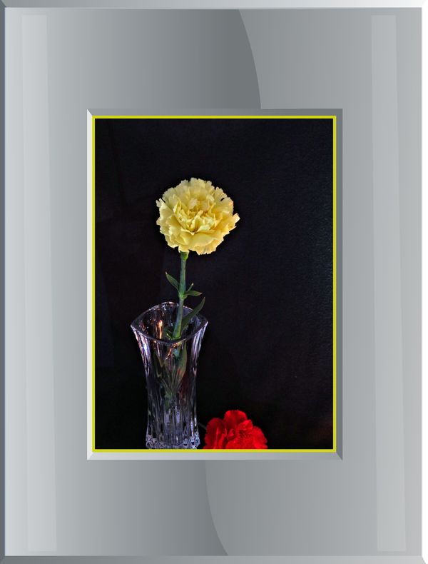 Carnation in a vase....with LED flashlight light...