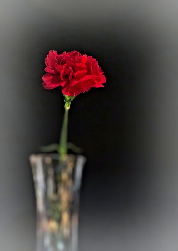 Another carnation in a vase...