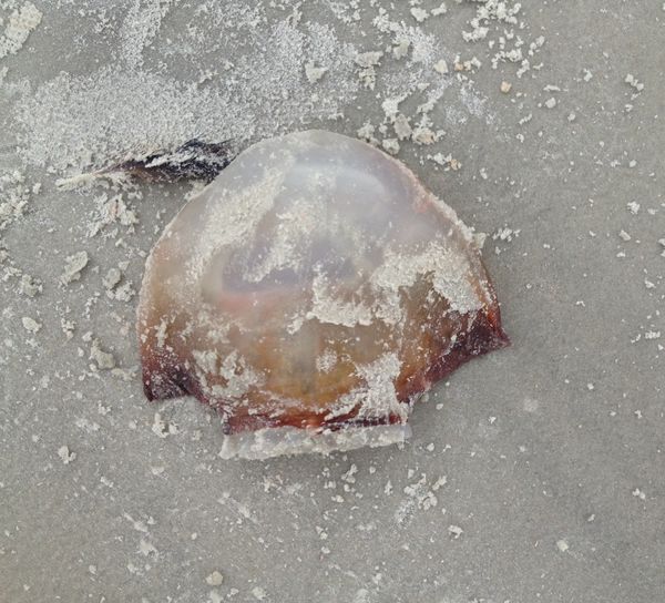 Poor jellyfish washed up on the beach during high ...