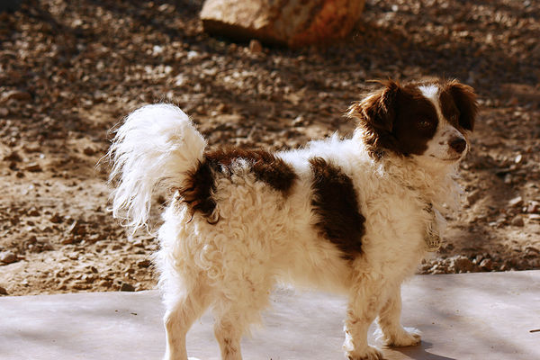 Peso - chi/king charles spaniel mix. When the guys...