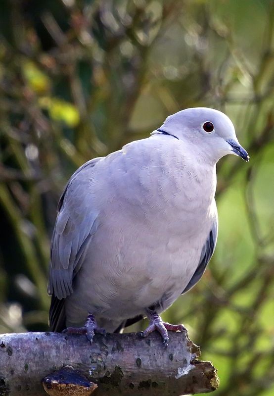 Collered dove...