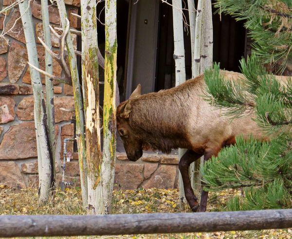 One of the big Bull Elk marking his territory on a...