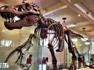 T-Rex at American Museum of Natural History, New Y...