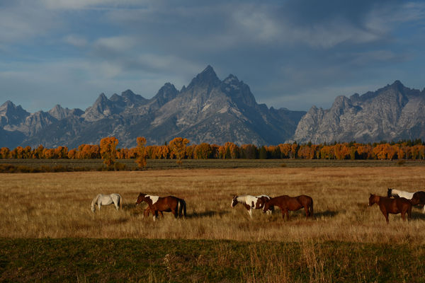 Horses and The Tetons...