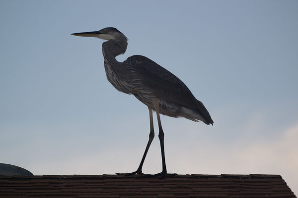 3  Heron joined us at sunset  on roof....