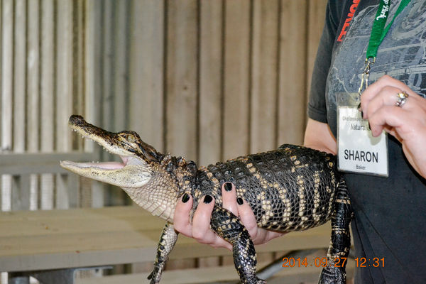 An alligator at the Okefenokee Swamp Park (This pi...