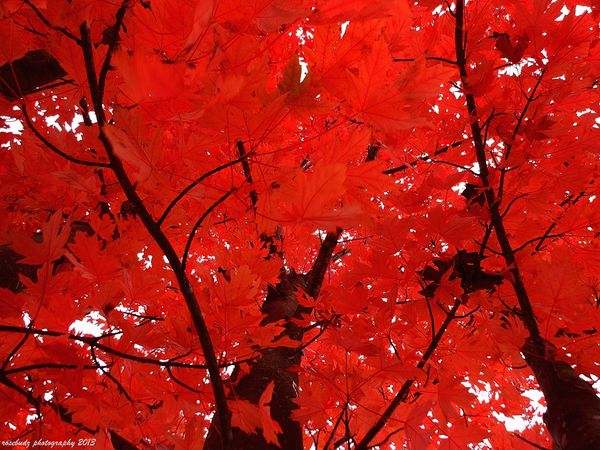Red- my neighbors maple tree...