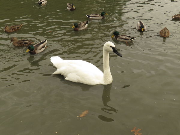 Swan in very dirty water...