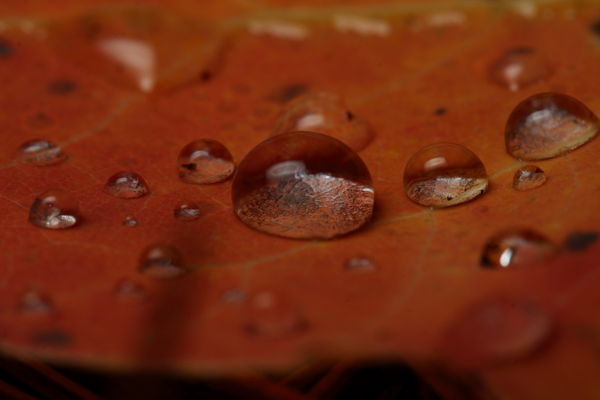 Rain Drops on Leaf...