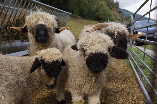 Only in Switzerland...black nosed sheep! Love them...