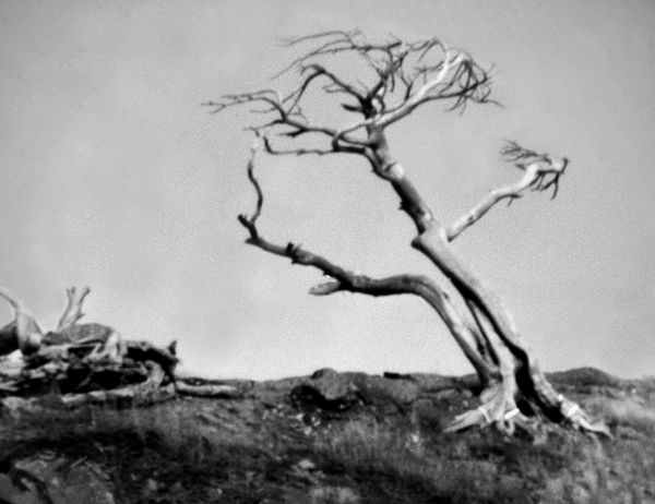 small and large rounds -  Dead Tree   (pinhole sho...