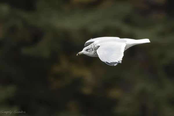 Seagull in flight...