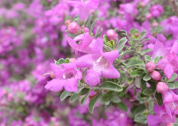 These Texas Ranger Sage blossoms are about  1/2 in...