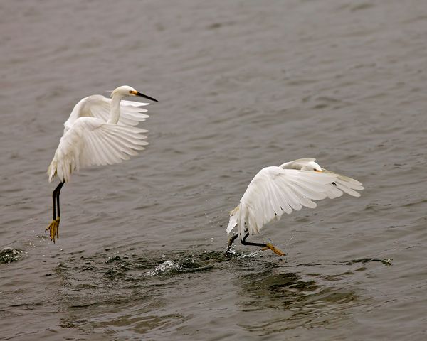 Egrets chasing fish on bottom right of photo....