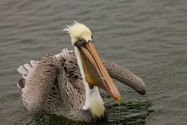 Pelican with Fish...