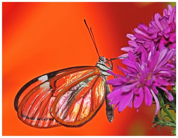Glasswing Butterfly...