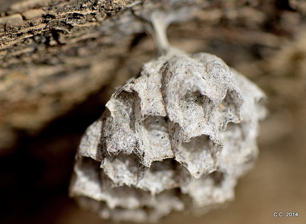 Small wasp nest in the rocks....