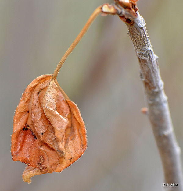 Poison Oak leaf...