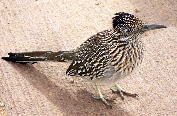 Stalked this young roadrunner for 30 minutes. Actu...