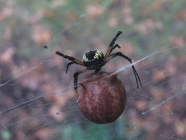 found this garden spider outside a friends window....