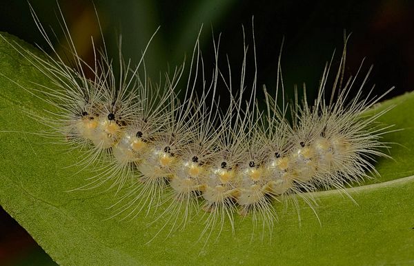 fall webworm caterpillar...