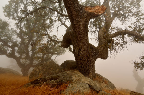 Oak trees in the fog...