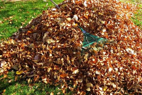 A big pile of golden leaves...