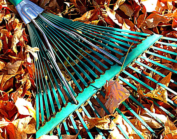 Close up of leaf rake...