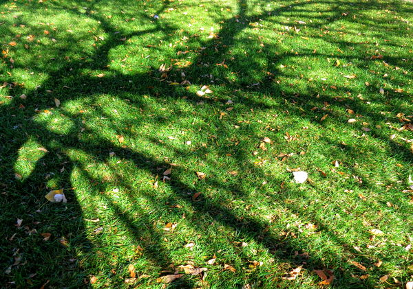 I look down and I can see the shadow of the tree...
