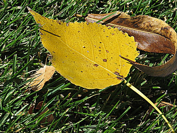 One of the many golden leaves on the grass...