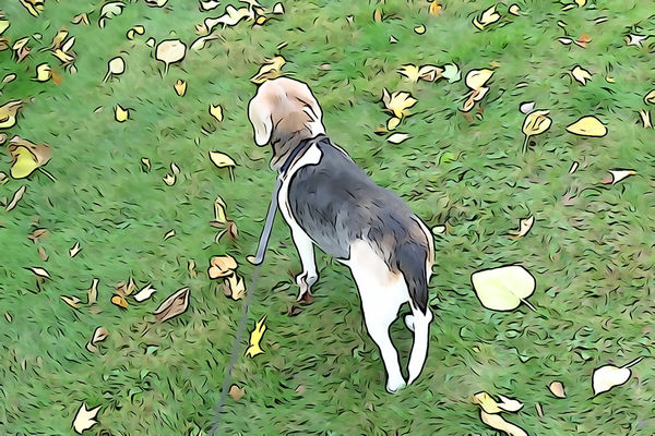 My Beagle, Sydney...