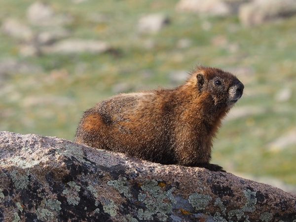 Marmot on Lichen rock...