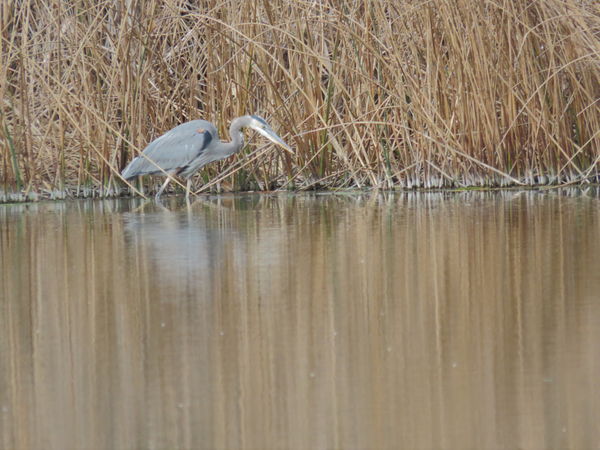 Blue Heron at the edge of a nearby pond...