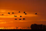 Coming home for the winter. Sandhill Cranes migrat...