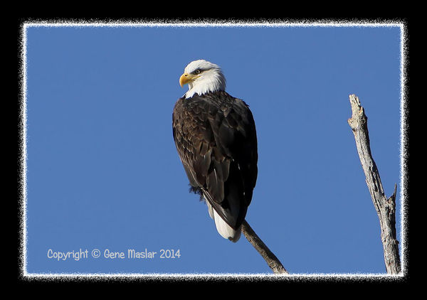 #2 - The male eagle scanning for a fish to catch....