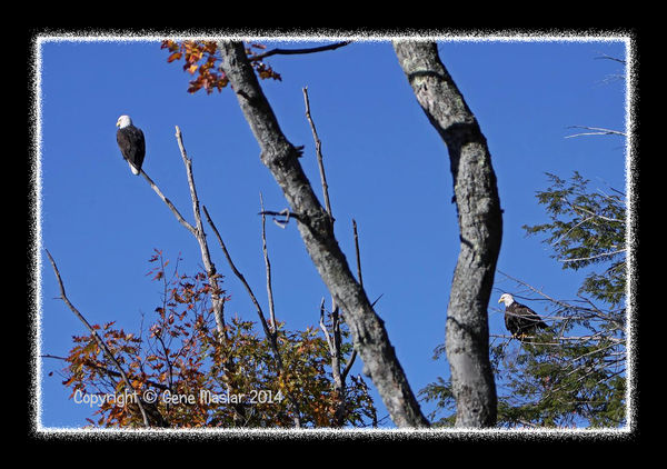 #3 - The resident pair of Bald Eagles....