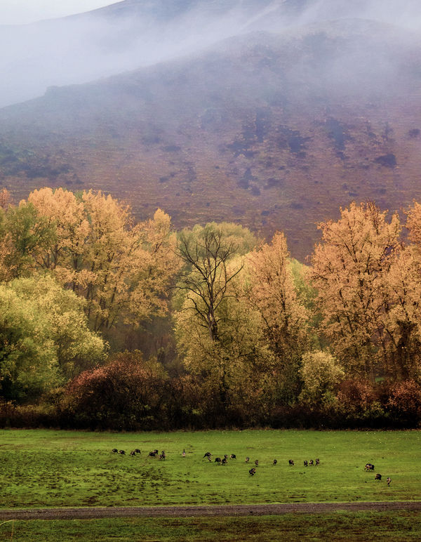 27 wild turkeys, with 6 deer nearby. In editing, I...
