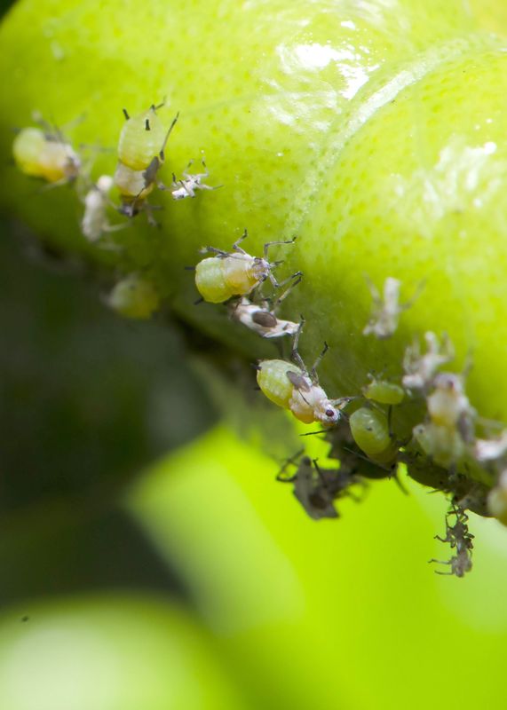 Aphids but with large parasites or ???...