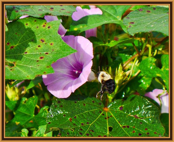 Black bee and morning glory...