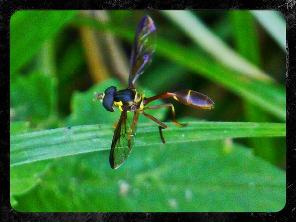 Wasp type...