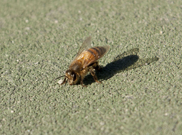 a Bee on the sidewalk...